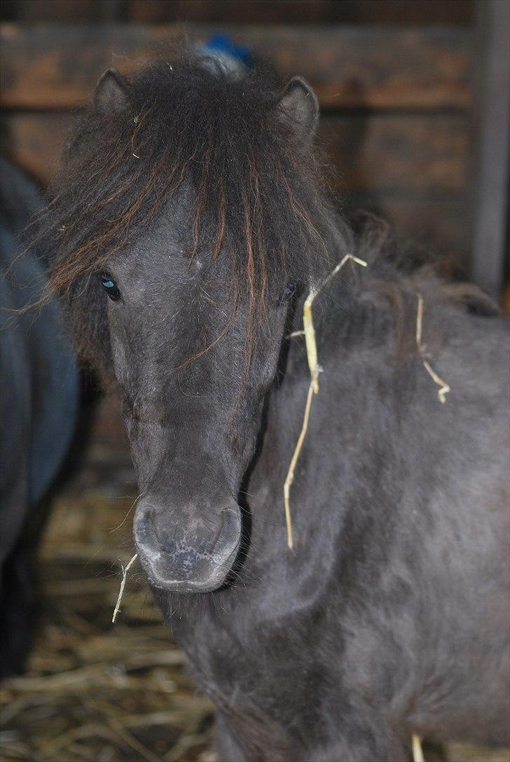 Anden særlig race Krumme(':<3  billede 1