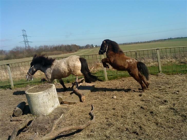 Anden særlig race Krumme(':<3  billede 3