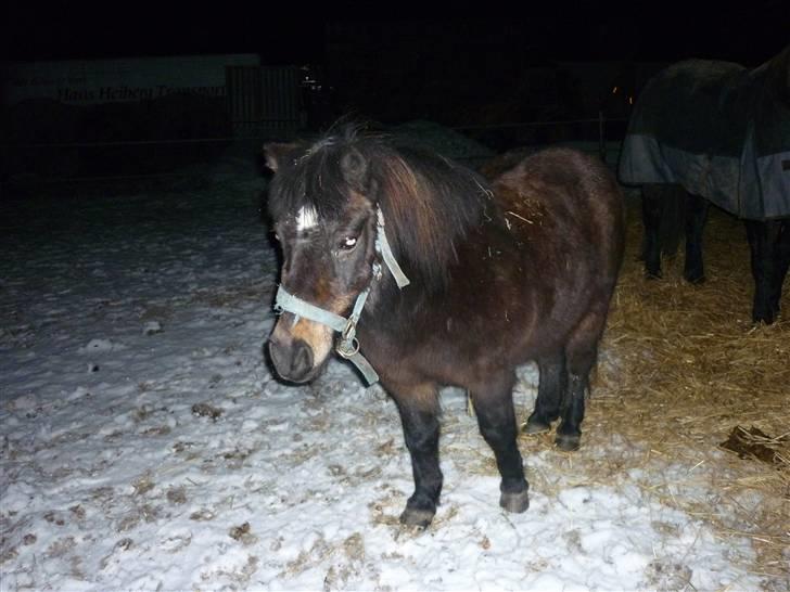 Shetlænder axel *SOLGT*:'( - 3 billede 3