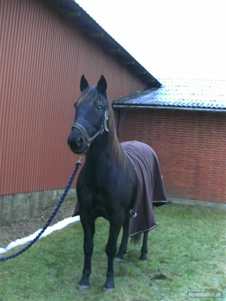 Traver zeb, R.I.P :'( ILY - billede, 10 . dejlige zeb. lidt hygge inden vi squ ned og ride (: . fotograf . pernille(: billede 10