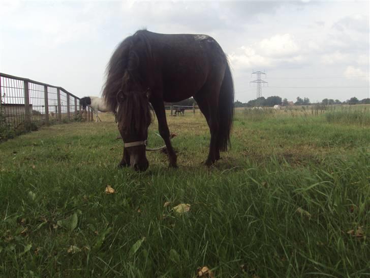 Anden særlig race Krumme(':<3  billede 5