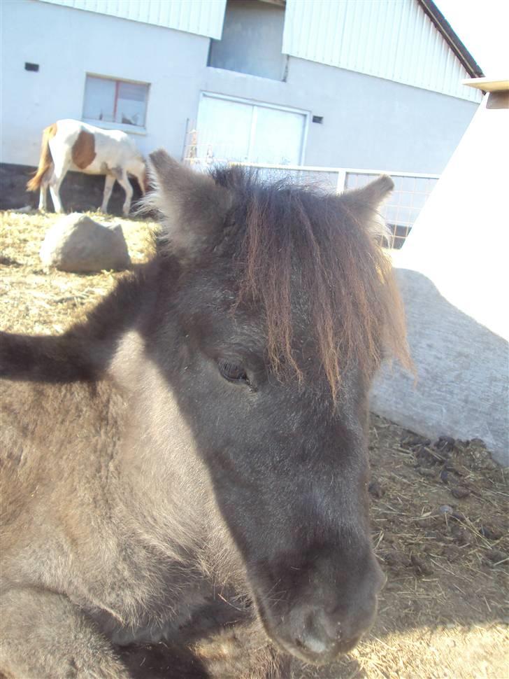 Anden særlig race Krumme(':<3  billede 6