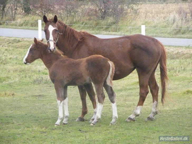 Svensk Varmblod Fröken shelli - billede fra 2.tideliger ejer  billede 3