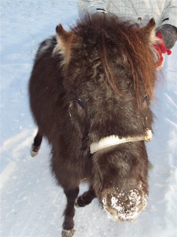 Anden særlig race Krumme(':<3  billede 7