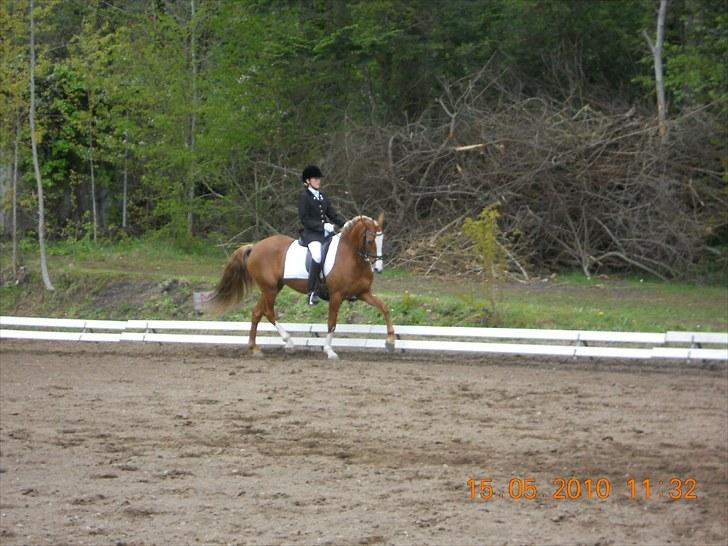 Welsh Cob (sec D) Santana - Blære os kan vi også :-) billede 1
