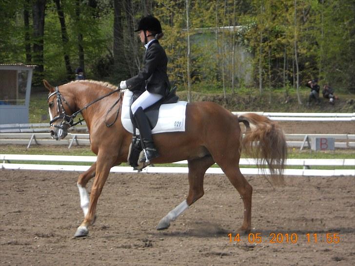 Welsh Cob (sec D) Santana - Til Morsø distrektstævne 2010 billede 2