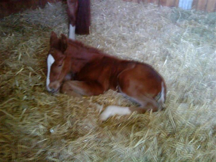 Dansk Varmblod Virgin´s Salsa - Det er hårdt at være en følle billede 6