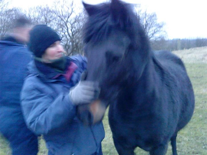 New Forest Hamborgs Bellis "Belle" **SOLGT** - Hamborgs Bellis i dag leger vi bølle følle;) <3 billede 12