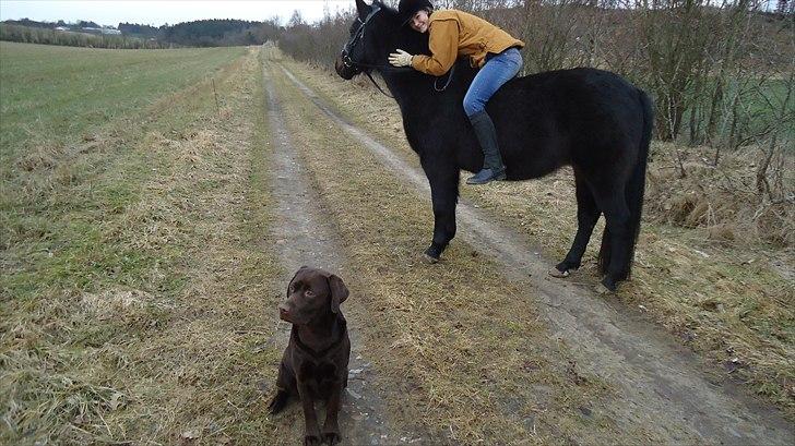 New Forest Hamborgs Bellis "Belle" **SOLGT** - Hamborgs Bellis og jeg<3 ;)<33 Elsker dig bare så meget Belle<33 billede 8