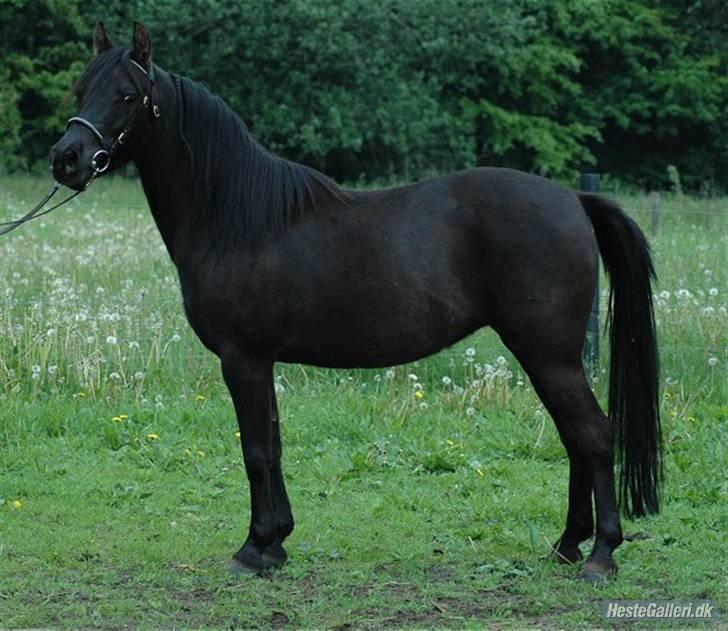 DSP Starhorse Fatima billede 11