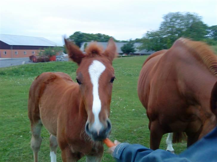 Dansk Varmblod Virgin´s Salsa - Den første gulerod :) billede 7