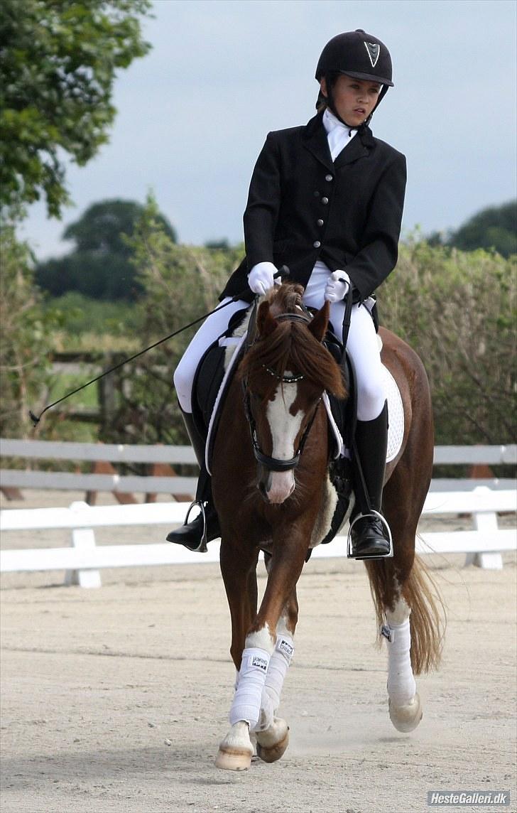 Welsh Pony (sec B) Korreborgs Verdi *SAVNET* <3 - Min evige charmerende engel! Jeg savner dig. min elskede pruhest! *Foto: Michala billede 8