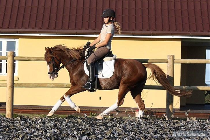 Welsh Pony (sec B) Korreborgs Verdi *SAVNET* <3 - Smukke Verdi  og jeg, på udendørs banen. I en skøn galop! :-* - Nu du ikke er her mere, ved jeg ikke hvilke øjne jeg kigge i, og hvilken man jeg skal begrave mit hoved i, når jeg er ked af det, ?..Foto: Helene billede 10