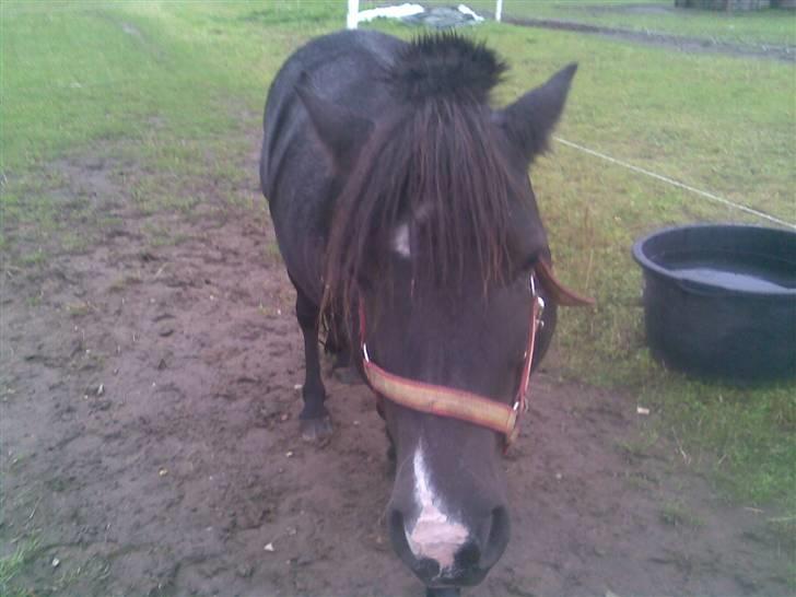Shetlænder bella solgt - hej her kikker jeg lige billede 1