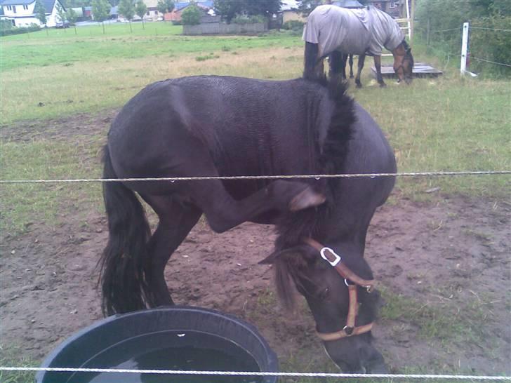 Shetlænder bella solgt - her klør jeg mig lige billede 2