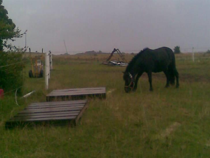 Shetlænder bella solgt - her spiser jeg lige billede 3