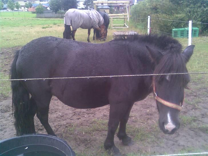 Shetlænder bella solgt - her kikker jeg lige billede 4