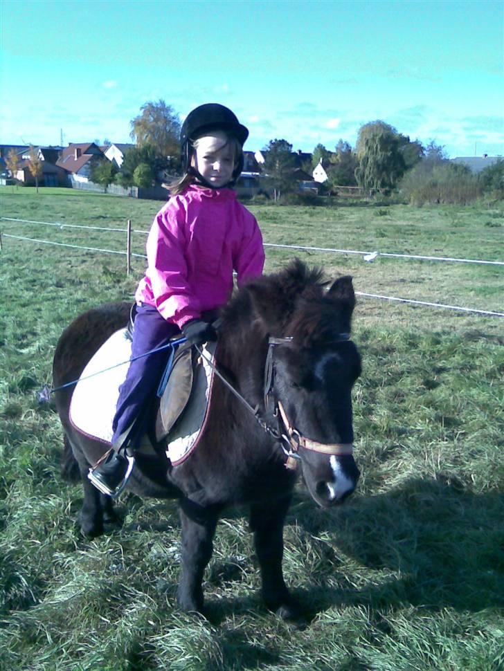 Shetlænder bella solgt - her bliver jeg redet at heidis lillesøster billede 5