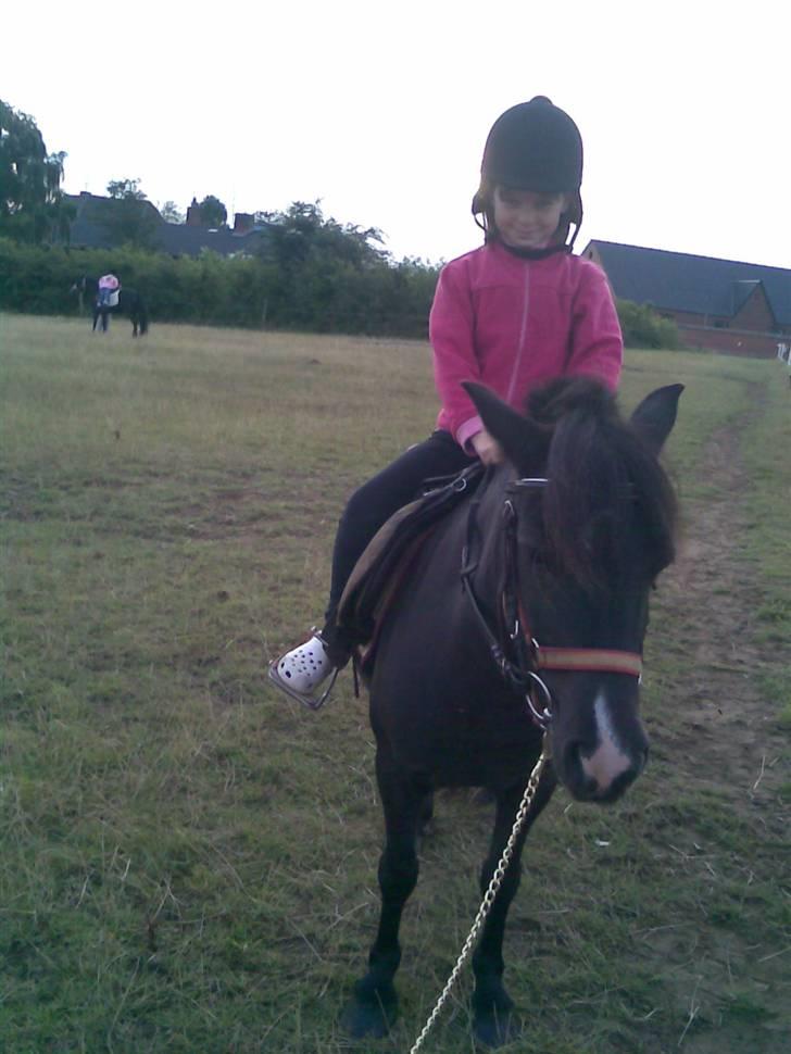 Shetlænder bella solgt - her bliver jeg også redet at heidis lillesøster der hun ikke kunne ride uden trække tog billede 7