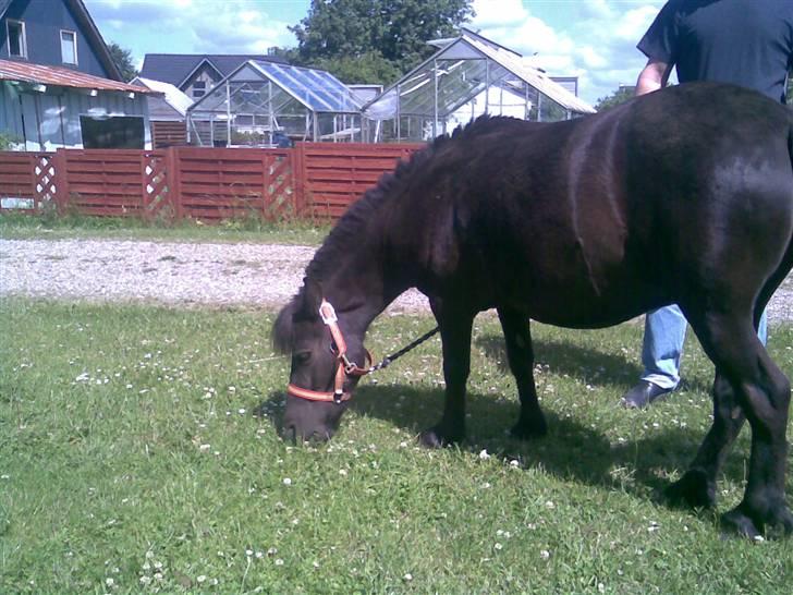 Shetlænder bella solgt - her er jeg hjem hos heidi billede 8