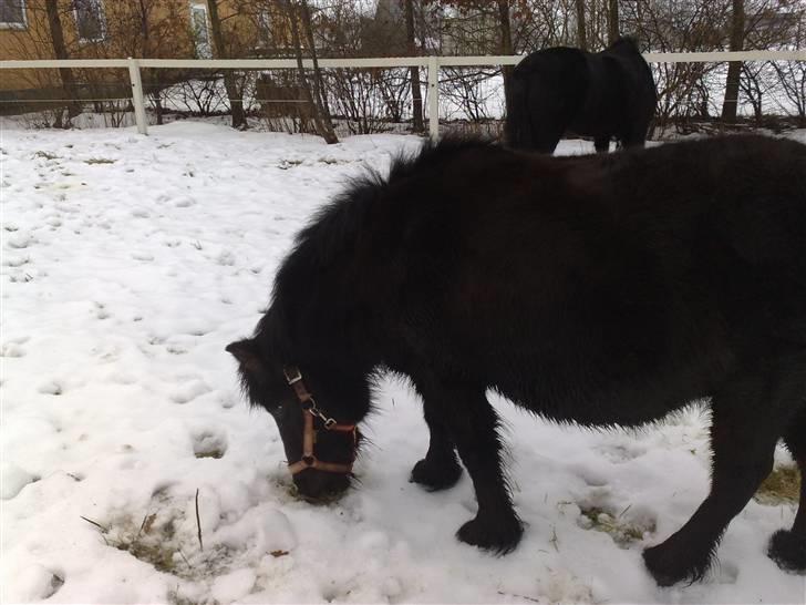 Shetlænder bella solgt - her lege jeg i sneen billede 9