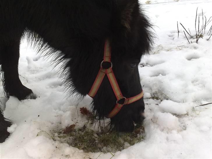 Shetlænder bella solgt - her spiser jeg sneen billede 10