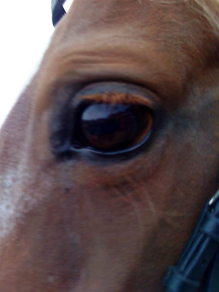 Pinto Araber Lotus  - Jeg har et godt øje til dig billede 2