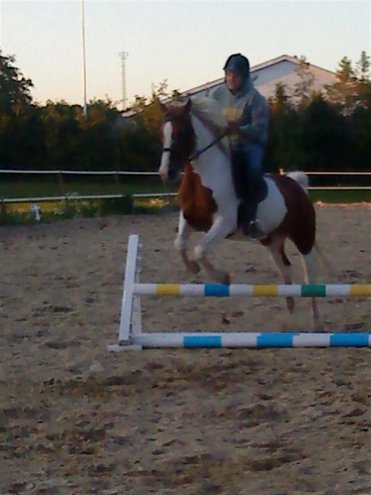 Pinto Araber Lotus  - Vores første spring sammen billede 3