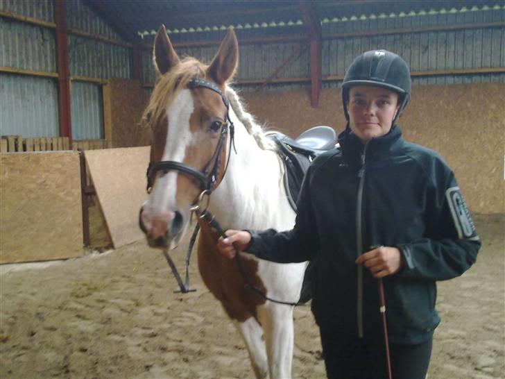 Pinto Araber Lotus  - Efter endt stævne billede 4