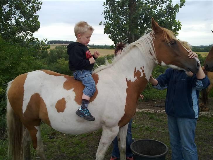 Pinto Araber Lotus  - Ville lige tjekke om du var sikker og låne med hejm billede 5