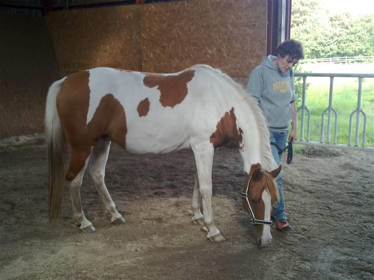 Pinto Araber Lotus  - Her lugter godt billede 6