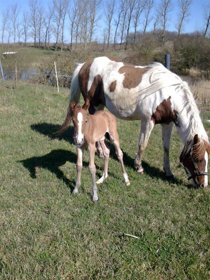Pinto Araber Lotus  - Lotus første føl billede 7