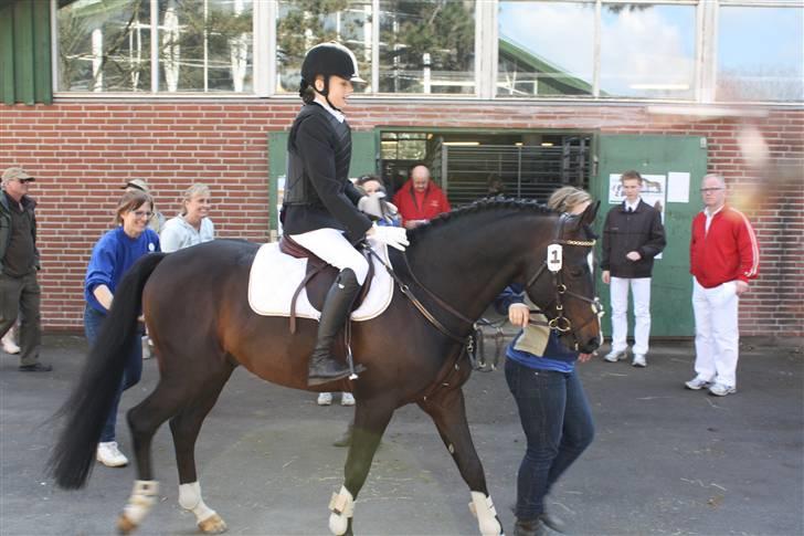 DSP Atlas Stengaard (B-pony) - Vallensbæk hingsteshow 2009 "dagens dsp hingst!" ;-) billede 13