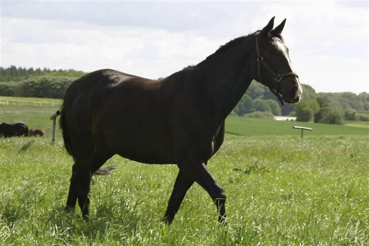 Dansk Varmblod Staugaard's Shannon - På sommergræs billede 6