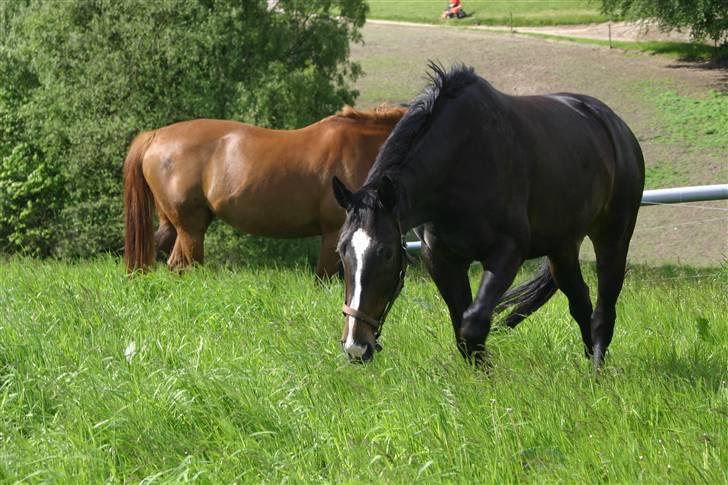 Dansk Varmblod Staugaard's Shannon - Sommer ´09 billede 7