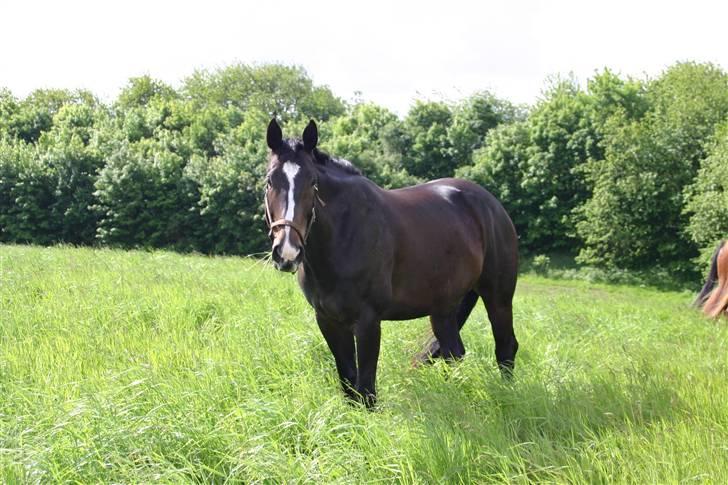 Dansk Varmblod Staugaard's Shannon - Sommer ´09 billede 8