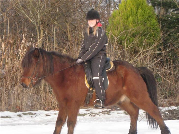 Islænder Sleipnir fra Hammelsvang - Sleipnir skulle lige noge, lige pludseligt :D billede 9