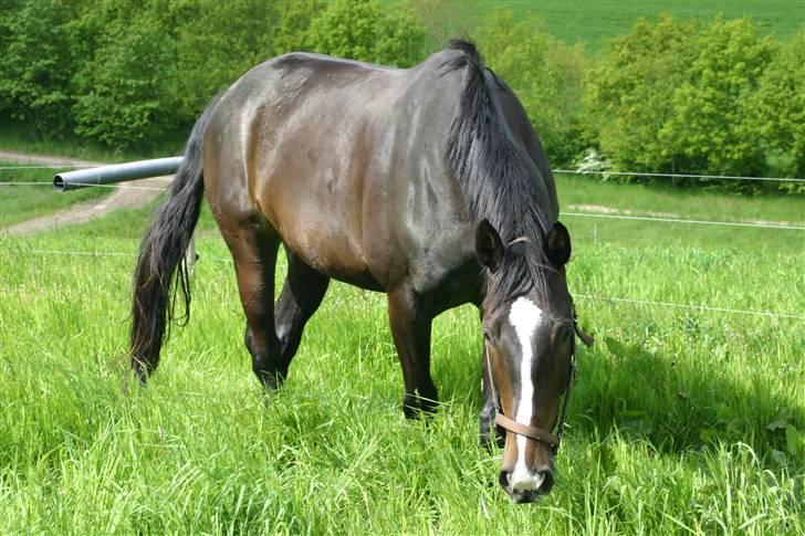 Dansk Varmblod Staugaard's Shannon - Sommer ´09 billede 9