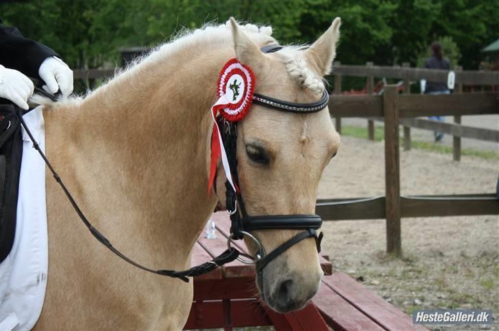 Hollandsk Sportspony Epol Star *Solgt* R.I.P - Epols første plads med gamle ejer... billede 8