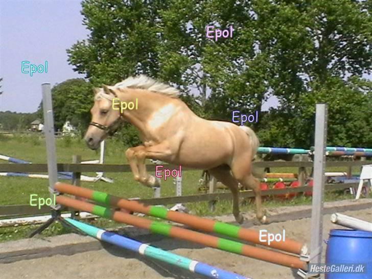 Hollandsk Sportspony Epol Star *Solgt* R.I.P - Epol løsspringer billede 10