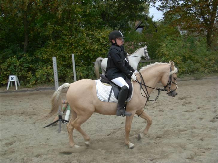 Hollandsk Sportspony Epol Star *Solgt* R.I.P billede 12