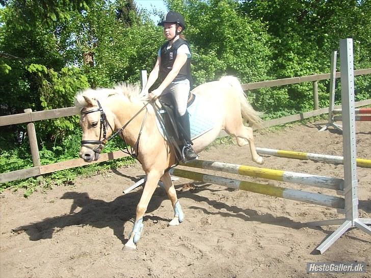 Hollandsk Sportspony Epol Star *Solgt* R.I.P - Du er såå dejlig<3 Jeg elsker dig du er bedre end nogen anden! Epol min skat jeg saaaavner dig så meget! :( ILU<3   Mig og Epol til trænning/opvarmning hehe som sædvanlig er vi "Team Blue"<3  billede 13