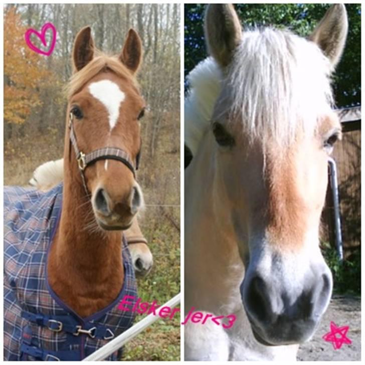 Anden særlig race Alfi - Mine dejlige to ponyer!!! :D<3 billede 4