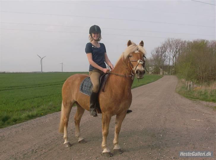 Haflinger Hanibal <´3 ment to be<´3 - Hanibal er jo smuk..=D  Fotograf er Jasmin..<´33 billede 20