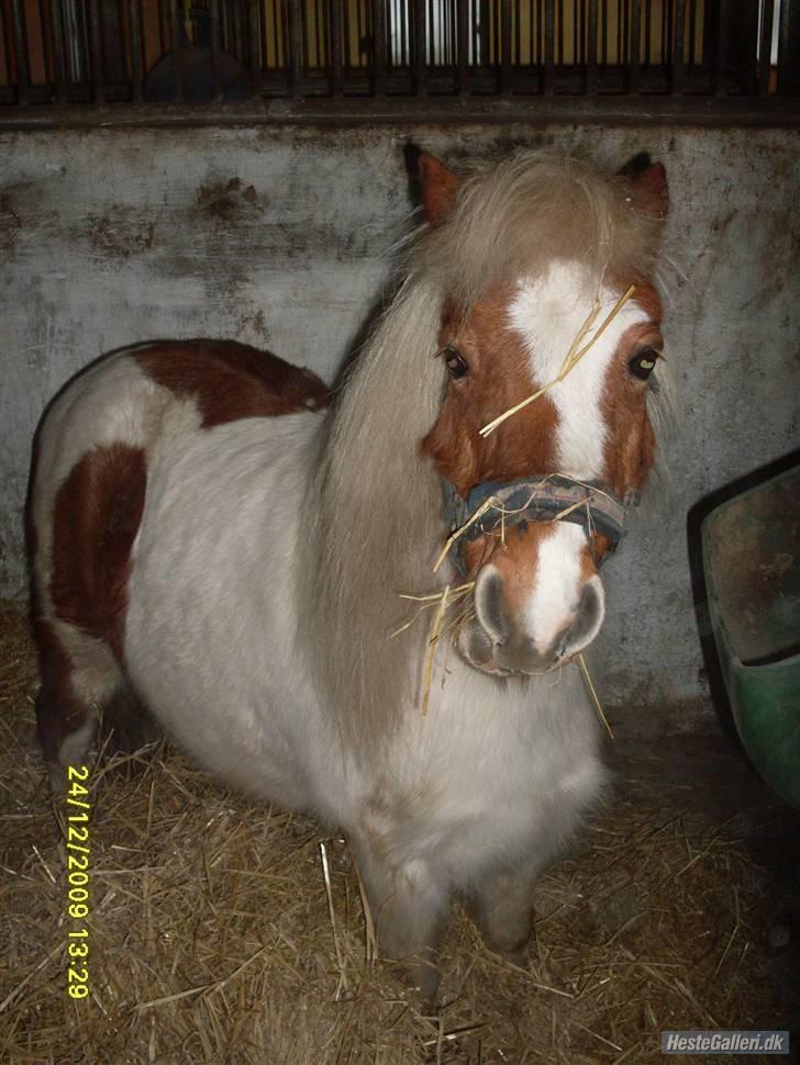 Anden særlig race Amigo billede 5