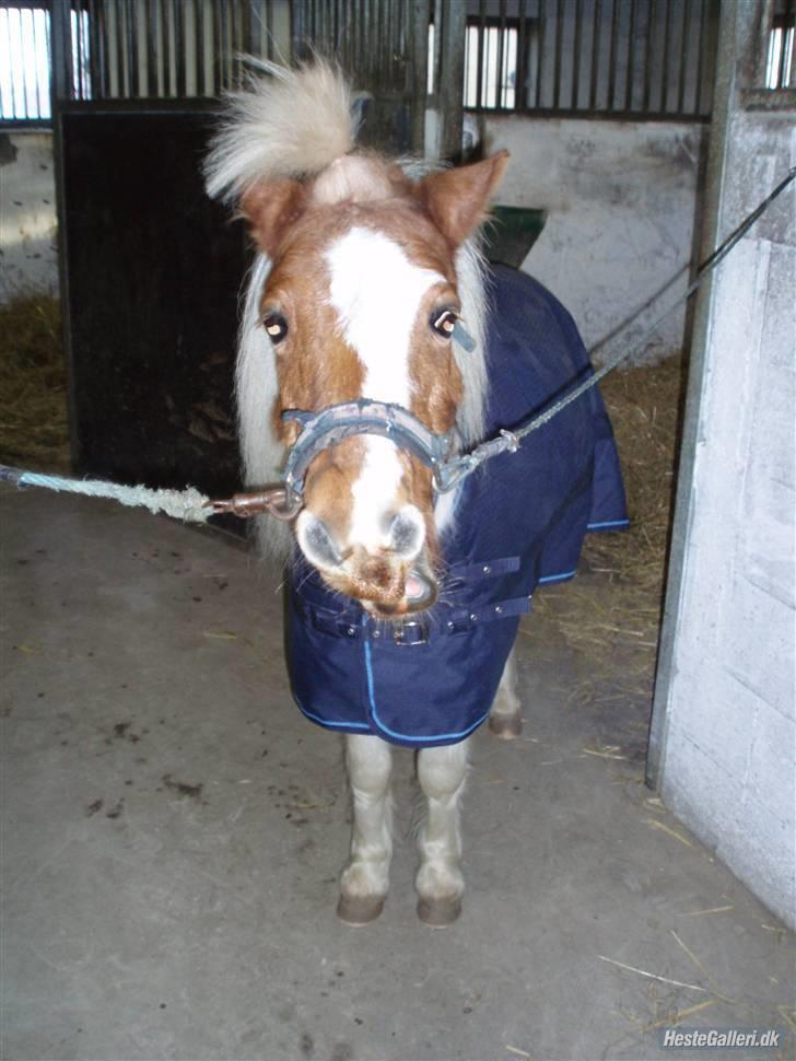 Anden særlig race Amigo billede 6