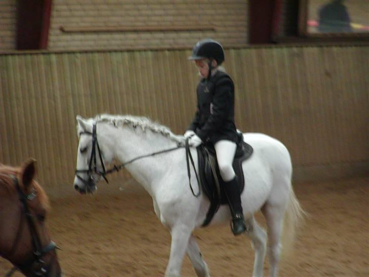 Anden særlig race Cavalir - Her har jeg så Anna med til stævne igen, suk! Hvis ikke snart hun lære at lægge ben til, kommer vi aldrig over og hun bliver disket hver gang! billede 11