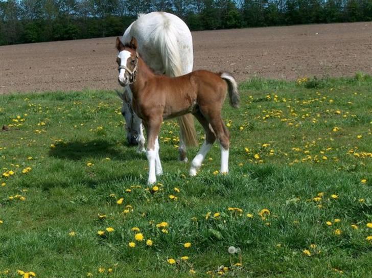Welsh Partbred (Sec F) Gravens Fairytale - her som føl :) -billederne er lånt af tidligere ejer, med godkendelse. billede 13