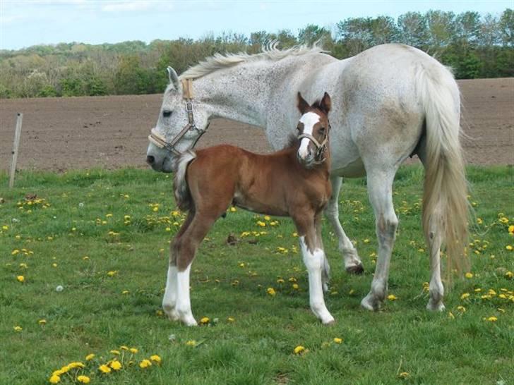 Welsh Partbred (Sec F) Gravens Fairytale - her som føl :) -billederne er lånt af tidligere ejer, med godkendelse. billede 14