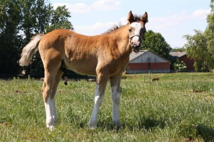 Welsh Partbred (Sec F) Gravens Fairytale - her som føl :) -billederne er lånt af tidligere ejer, med godkendelse. billede 15